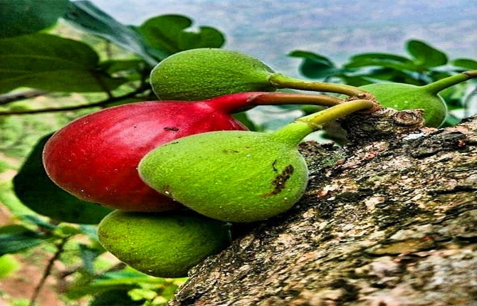 timla fruit of uttarakhand